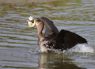 Aalscholver - Great Cormorant