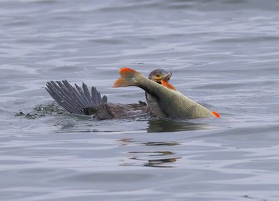 Aalscholver - Great Cormorant