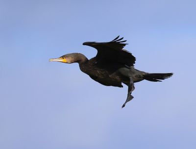 Aalscholver - Great Cormorant