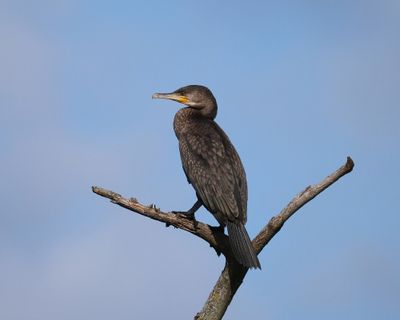 Aalscholver - Great Cormorant