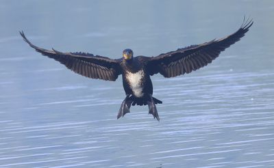Aalscholver - Great Cormorant