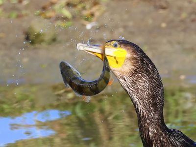 Aalscholver - Great Cormorant