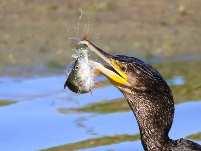 Aalscholver - Great Cormorant