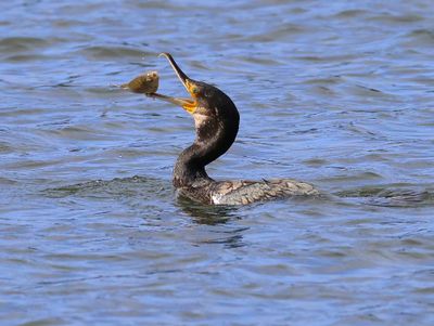 Aalscholver - Great Cormorant