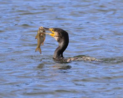 Aalscholver - Great Cormorant