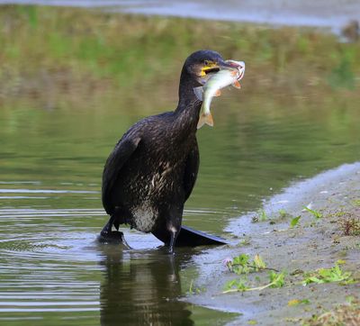 Aalscholver - Great Cormorant