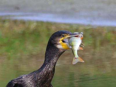 Aalscholver - Great Cormorant