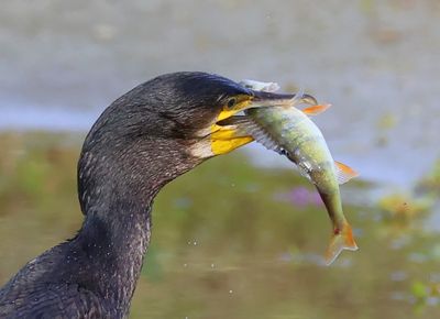 Aalscholver - Great Cormorant