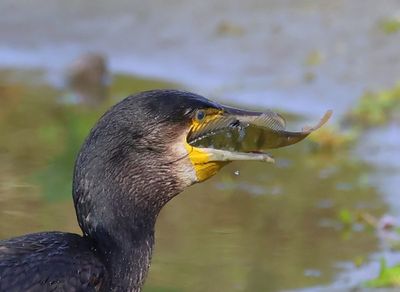 Aalscholver - Great Cormorant