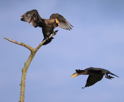 Aalscholvers - Great Cormorants