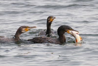 Aalscholvers - Great Cormorants