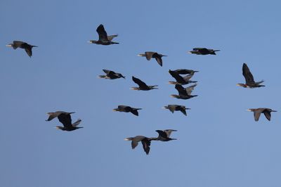 Aalscholvers - Great Cormorants