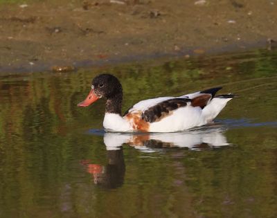 Bergeend - Common Shelduck
