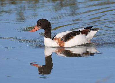 Bergeend - Common Shelduck