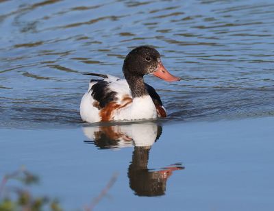 Bergeend - Common Shelduck