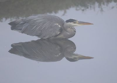 Blauwe Reiger - Grey Heron