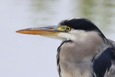 Blauwe Reiger - Grey Heron