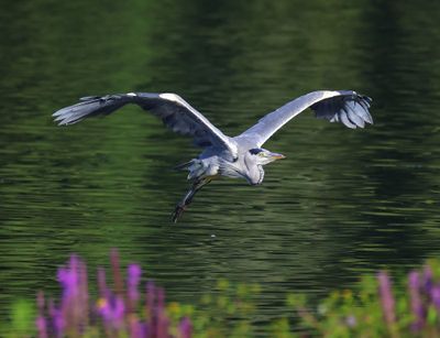 Blauwe Reiger - Grey Heron