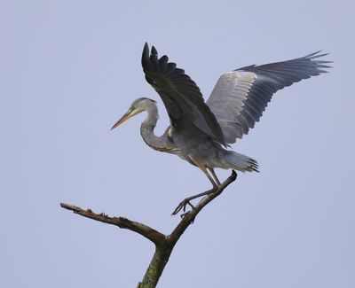 Blauwe Reiger - Grey Heron