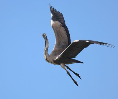 Blauwe Reiger - Grey Heron
