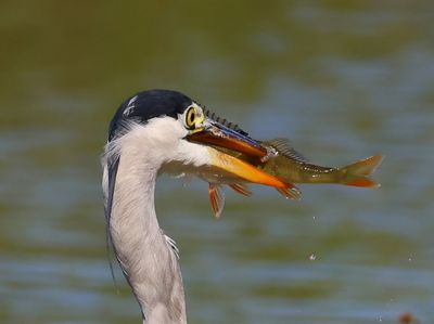 Blauwe Reiger - Grey Heron