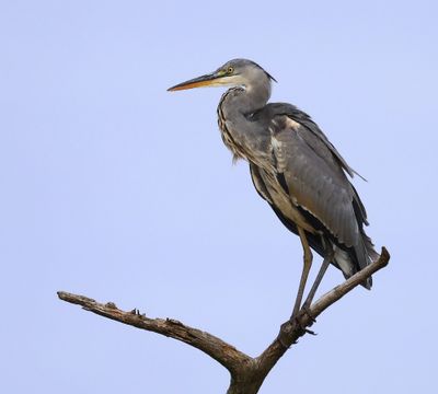 Blauwe Reiger - Grey Heron