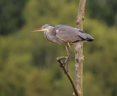 Blauwe Reiger - Grey Heron