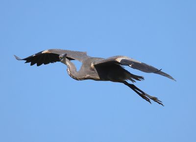 Blauwe Reiger - Grey Heron