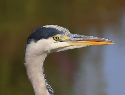 Blauwe Reiger - Grey Heron