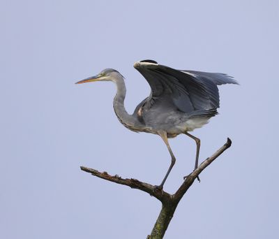 Blauwe Reiger - Grey Heron
