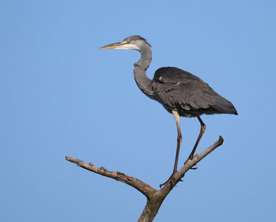 Blauwe Reiger - Grey Heron