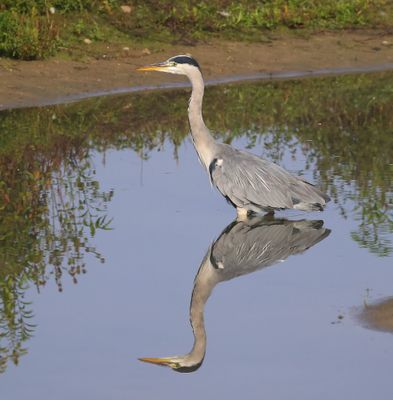Blauwe Reiger - Grey Heron