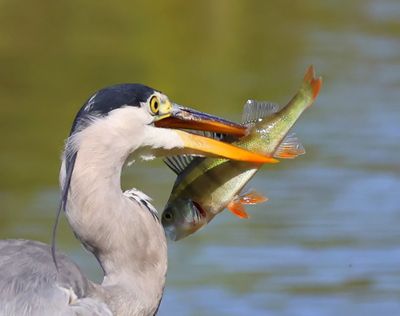 Blauwe Reiger - Grey Heron