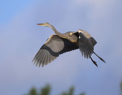 Blauwe Reiger - Grey Heron