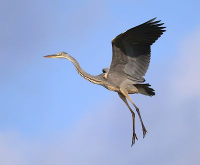 Blauwe Reiger - Grey Heron