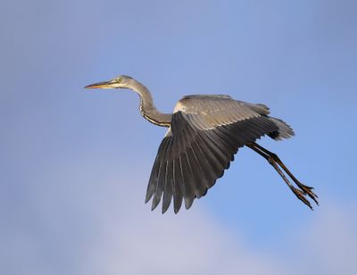 Blauwe Reiger - Grey Heron