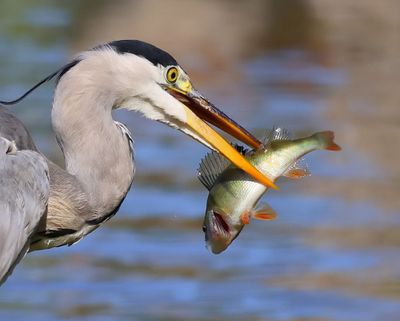Blauwe Reiger - Grey Heron