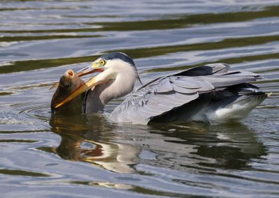 Blauwe Reiger - Grey Heron