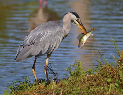 Blauwe Reiger - Grey Heron