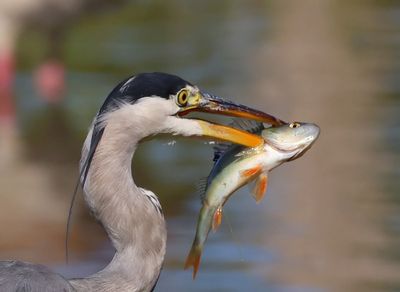 Blauwe Reiger - Grey Heron