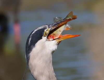 Blauwe Reiger - Grey Heron