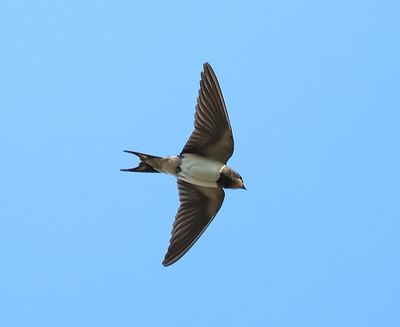 Boerenzwaluw - Barn Swallow