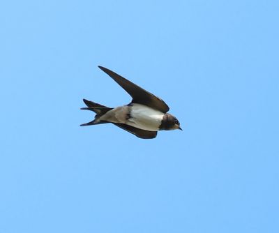 Boerenzwaluw - Barn Swallow