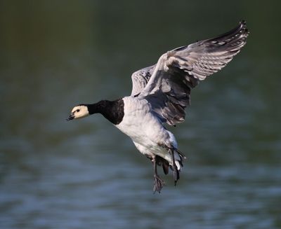 Brandgans - Barnacle Goose