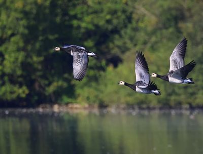 Brandganzen - Barnacle Geese