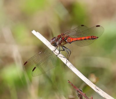 Bruinrode Heidelibel - Common Darter