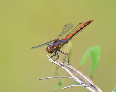 Bruinrode Heidelibel - Common Darter