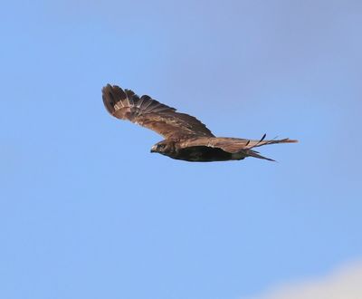 Buizerd - Common Buzzard