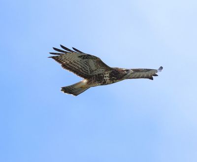 Buizerd - Common Buzzard