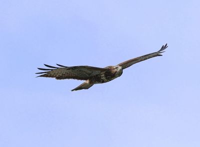 Buizerd - Common Buzzard
